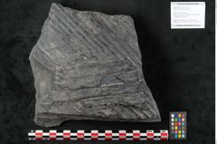 Foto (Objekt + Etikett) von Sigillaria elongata Brongniart (NHMW-GEO-2024-0188-11073)